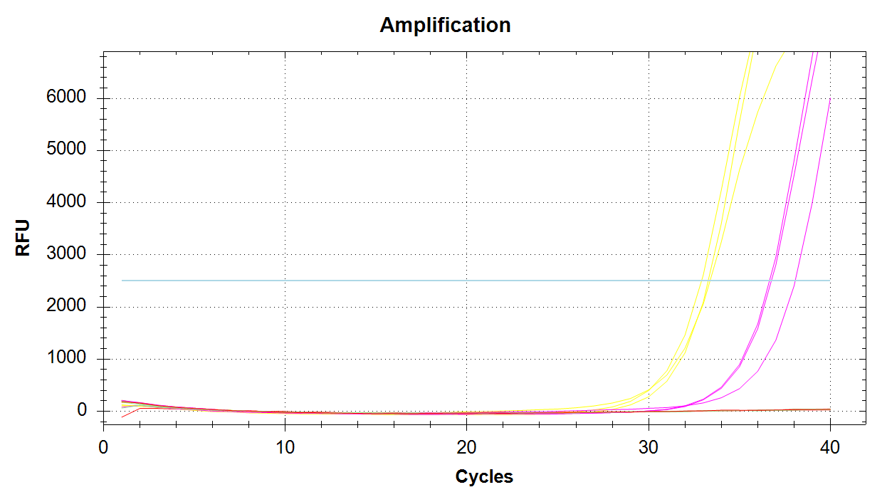 Mcap_PaxC Amplification plot showing sample amplification of 1000pg (yellow lines) and 100pg (pink lines) of input DNA